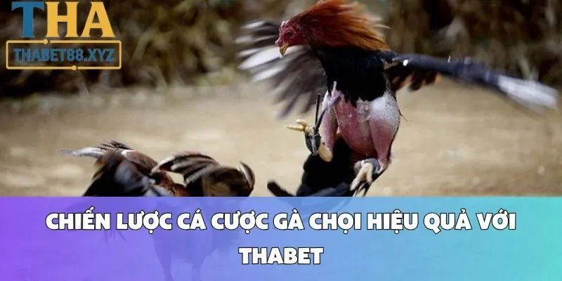 Chiến Lược Cá Cược Gà Chọi Hiệu Quả Với Thabet