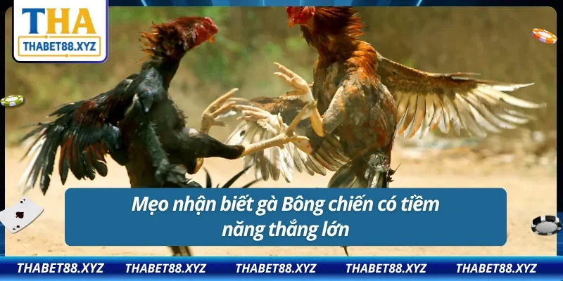 Những mẹo nắm bắt gà Bông đỉnh cao