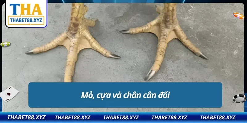 Nhận biết từ cựa và chân cân đối