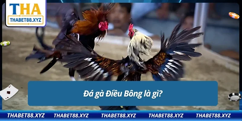 Tổng quan về đá gà điều bông tại Thabet