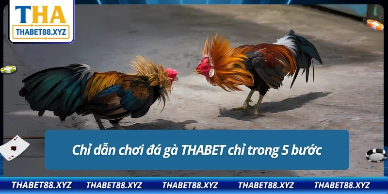 Cá cược đá gà THABET dễ dàng cho tân thủ