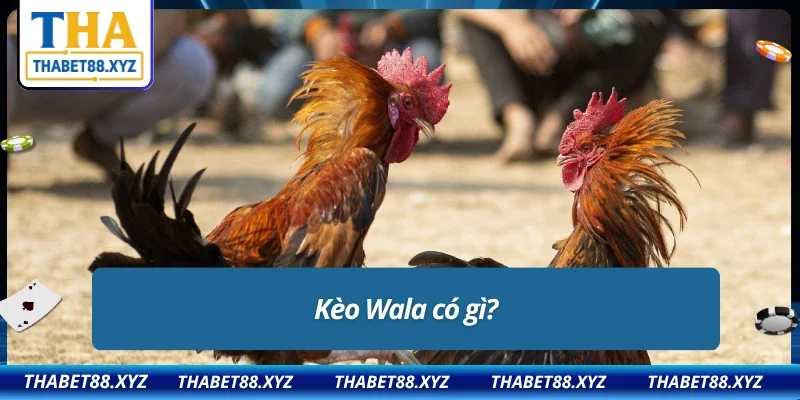 Giới thiệu về kèo Wala
