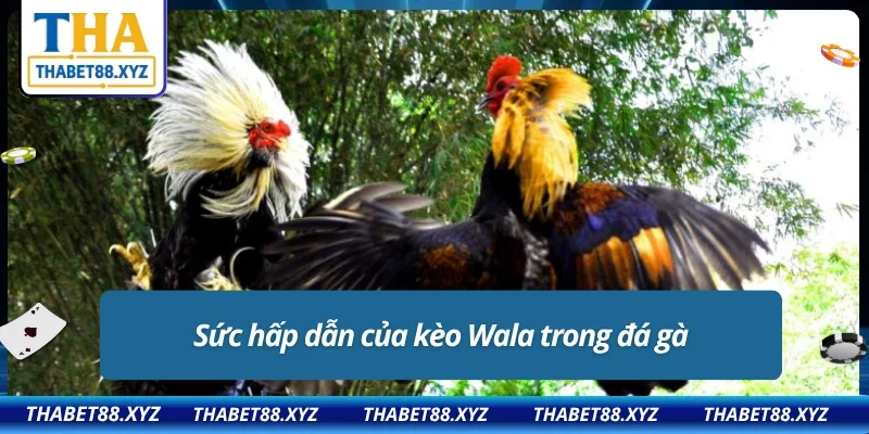 Lý do nên cược kèo Wala trong chọi gà