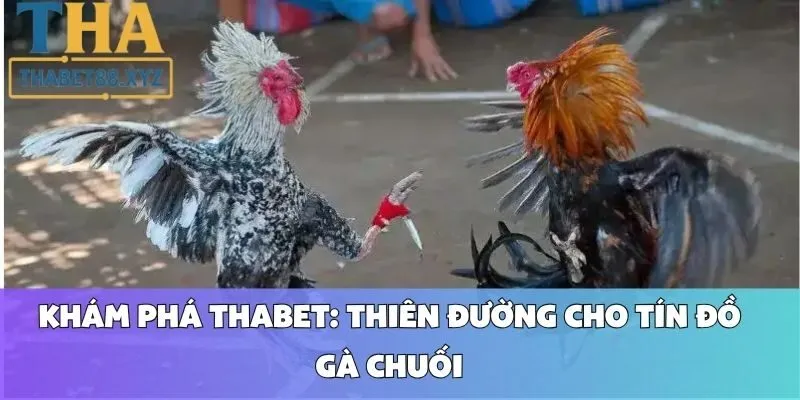 Khám Phá Thabet: Thiên Đường Cho Tín Đồ Gà Chuối